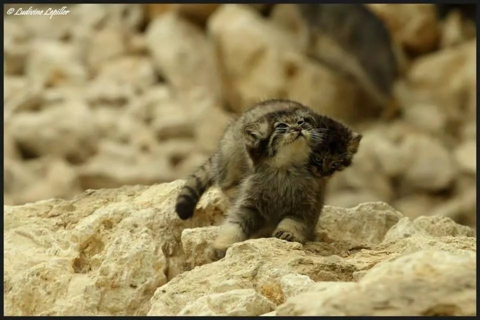 Beautiful, kind, fluffy... Pet the cat! - Pallas' cat, Small cats, Fluffy, Predatory animals, Cat family, Rare view, Pet the cat, Longpost