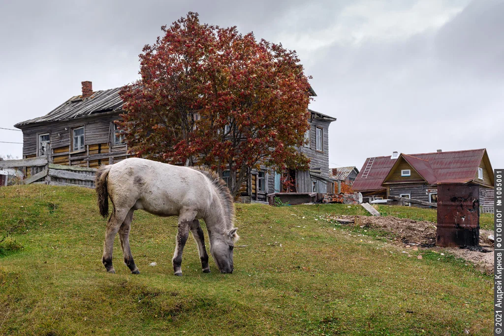 I met wild horses in the Arctic that take food from old women near the store.Scientists believe that this is a new breed - Animals, Horses, Murmansk region, Yandex Zen, Longpost, Interesting, Feral animals