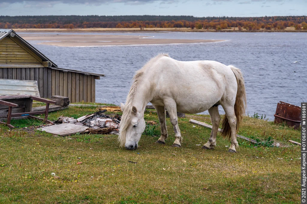 I met wild horses in the Arctic that take food from old women near the store.Scientists believe that this is a new breed - Animals, Horses, Murmansk region, Yandex Zen, Longpost, Interesting, Feral animals