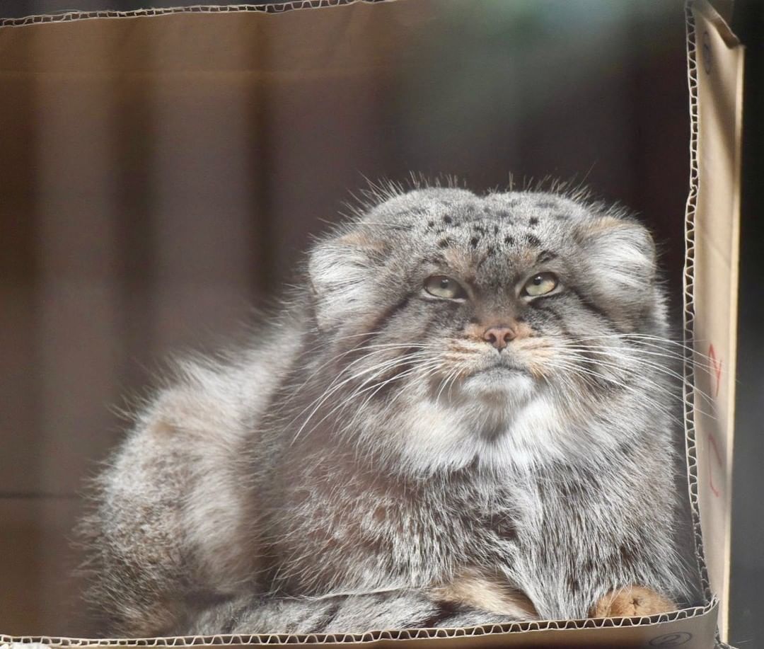 From the life of manuls - Pallas' cat, Small cats, Fluffy, Predatory animals, Cat family, Rare view, Pet the cat, Milota, Positive, Box, Life stories, Longpost