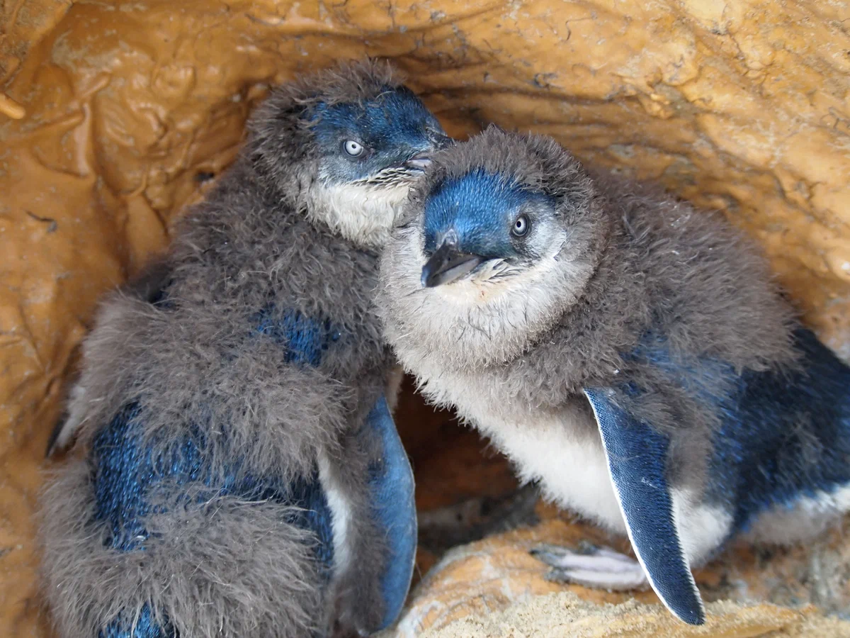 Голубой пингвин: Милые трудоголики. Уходят в море на рассвете и  возвращаются ночью, и так всю жизнь | Пикабу