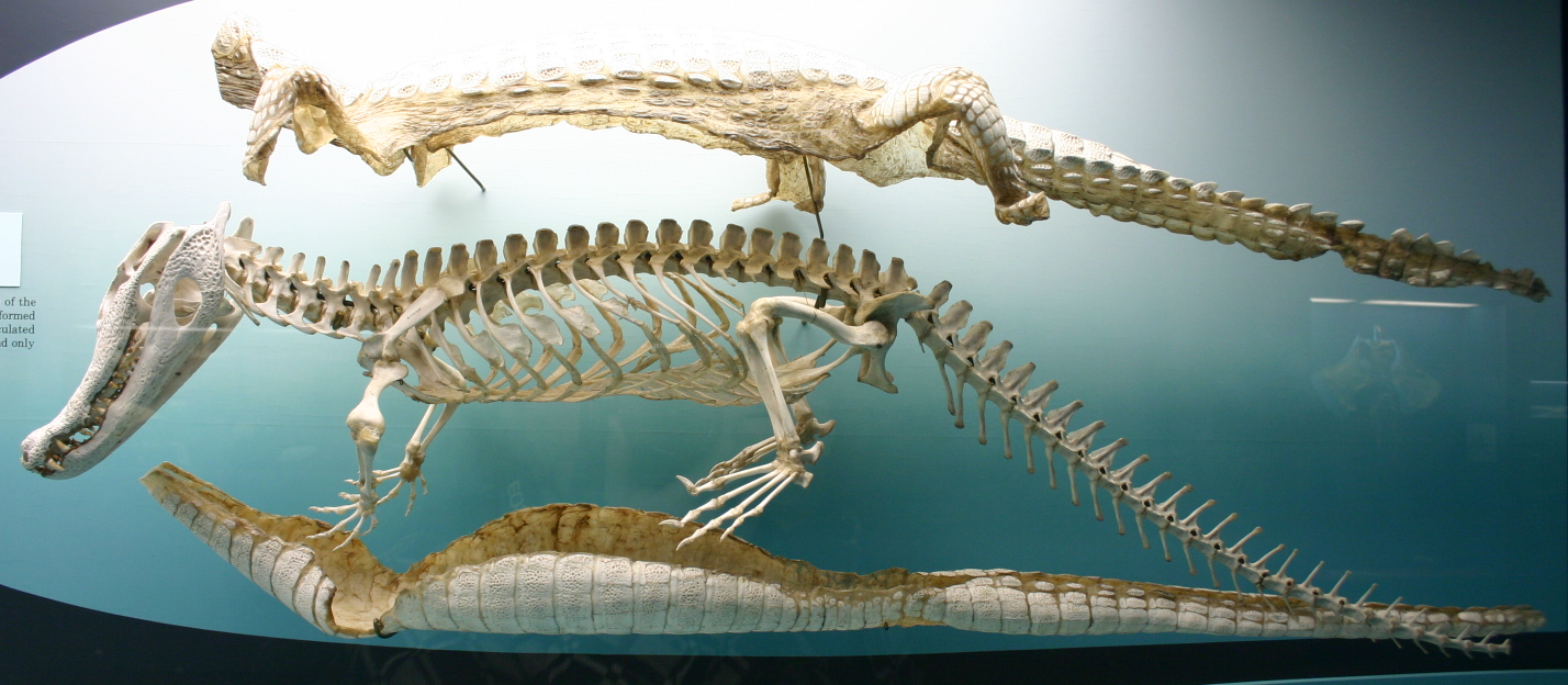 Broprocrodyls - extra bones right in the skin - My, Penza Oceanarium, Crocodiles, Animals, Natural leather, Penza, Longpost