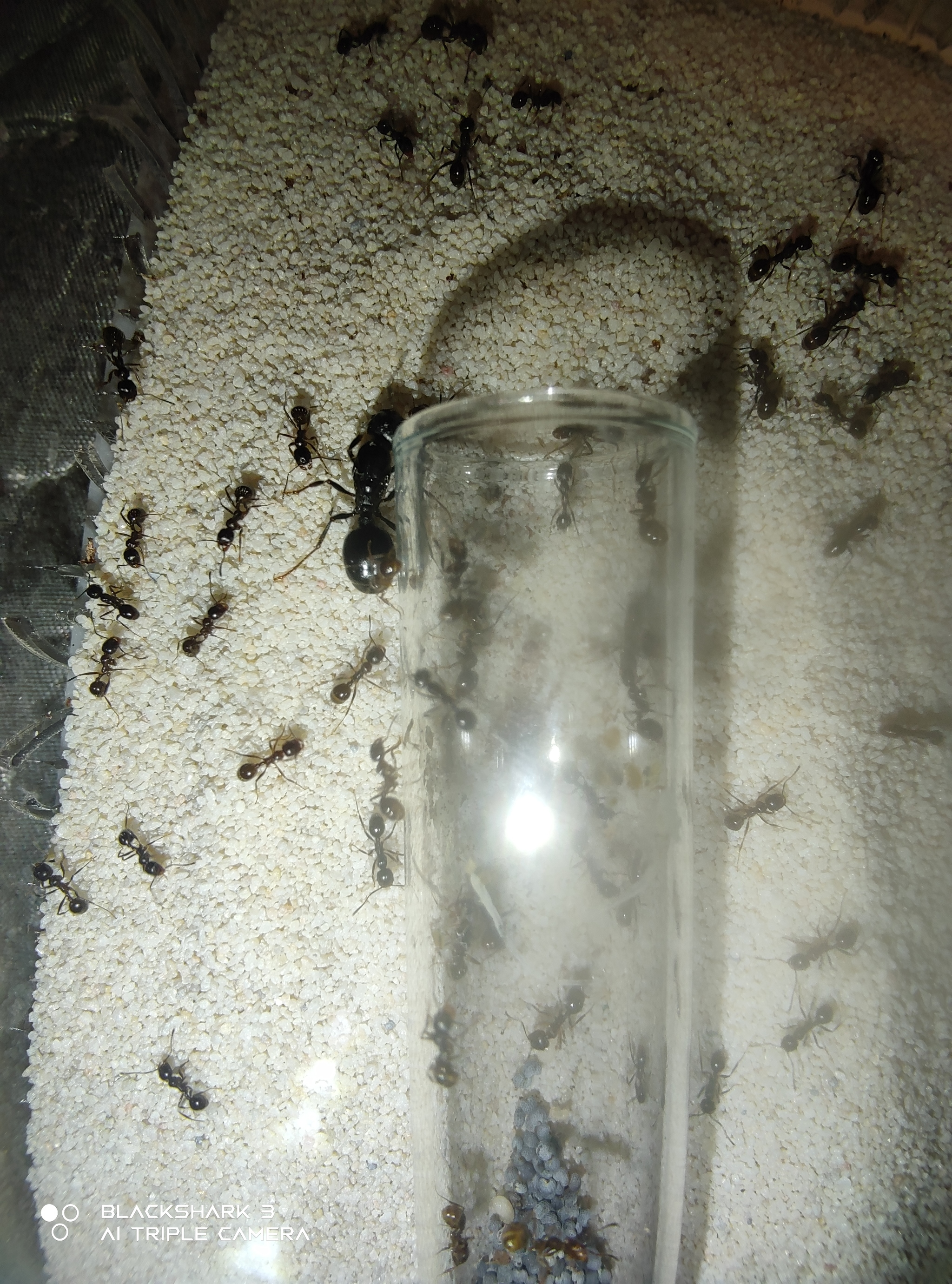 The fulfillment of a small spontaneous dream - My, Dream, Formicaria, Ants, Longpost