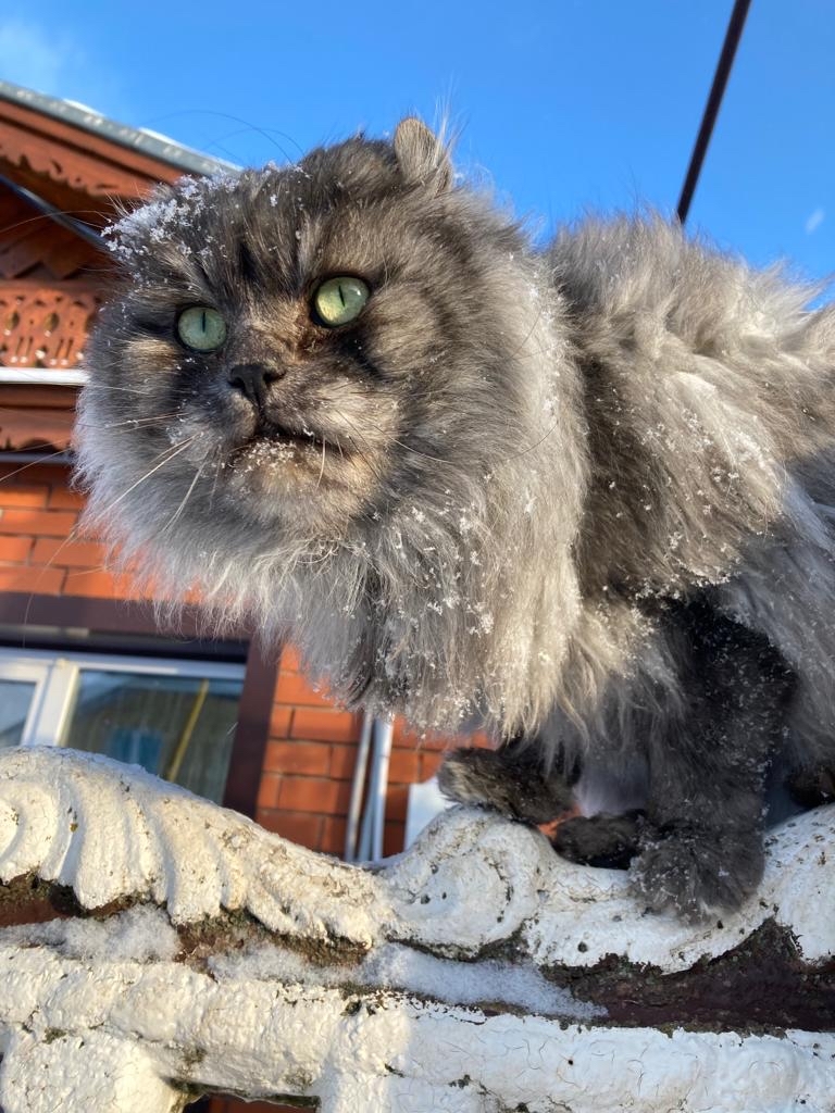 Opinion
 - My, cat, Winter, American Curl, Village, Longpost