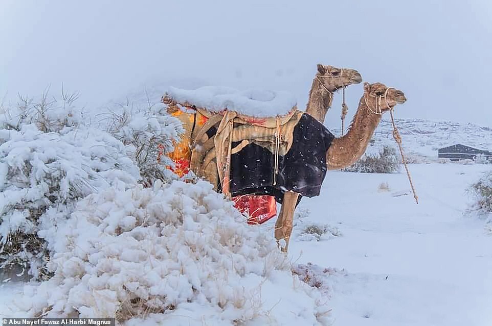 Snow fell in the Sahara Desert - Sahara, news, Snow, Longpost