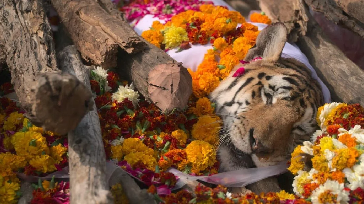 The last moments of the life of a super-mom tigress - Tiger, Mum, Funeral, India, Video, Big cats, Cat family, Predatory animals, Wild animals