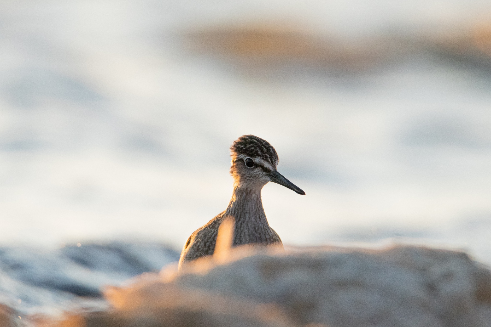 Wood sandpiper - My, The photo, Birds, Wood sandpiper, Ornithology, Animals, Nature