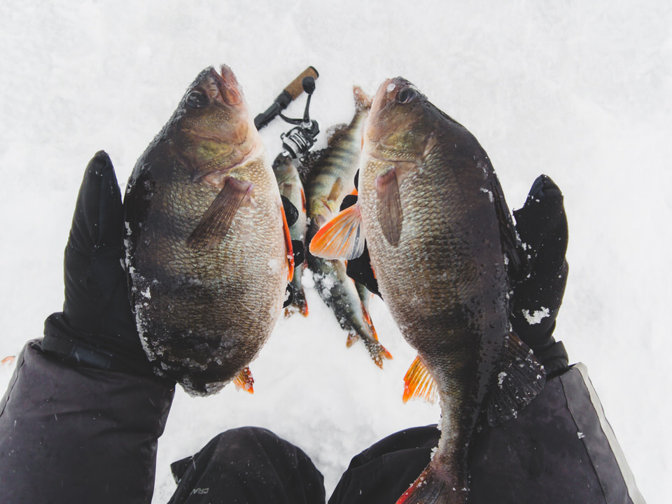 Thick perch from under the snags. I caught a golden yorshokun. Chemistry? - My, Fishing, A fish, Winter fishing, Perch, Video, Longpost, Video blog