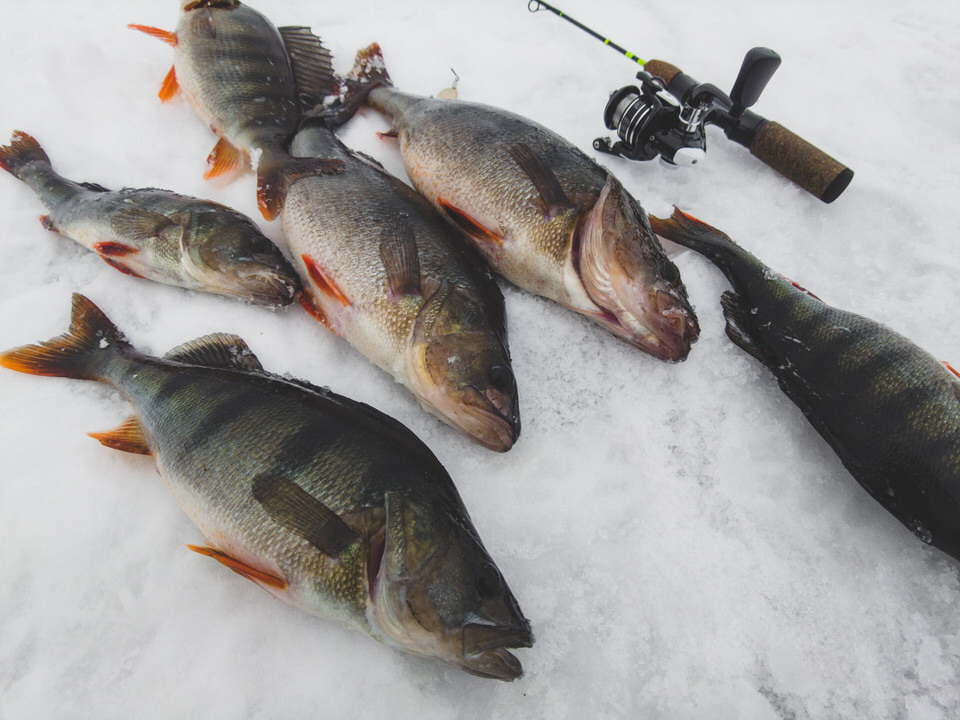 Thick perch from under the snags. I caught a golden yorshokun. Chemistry? - My, Fishing, A fish, Winter fishing, Perch, Video, Longpost, Video blog