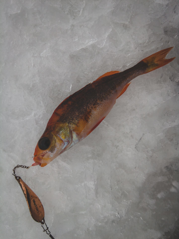 Thick perch from under the snags. I caught a golden yorshokun. Chemistry? - My, Fishing, A fish, Winter fishing, Perch, Video, Longpost, Video blog