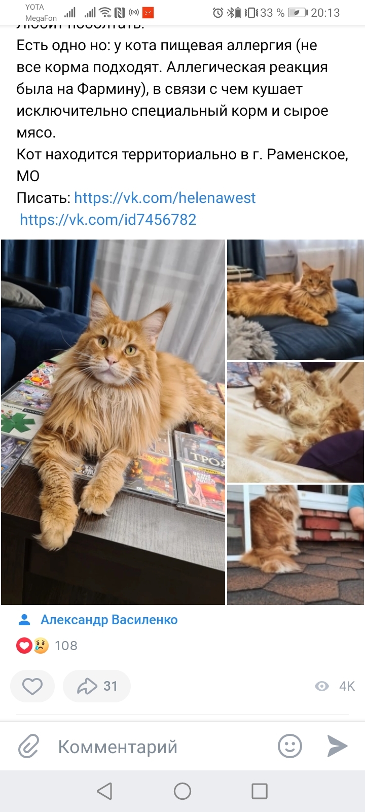 Finding a new home for a cat - Maine Coon, cat, Longpost