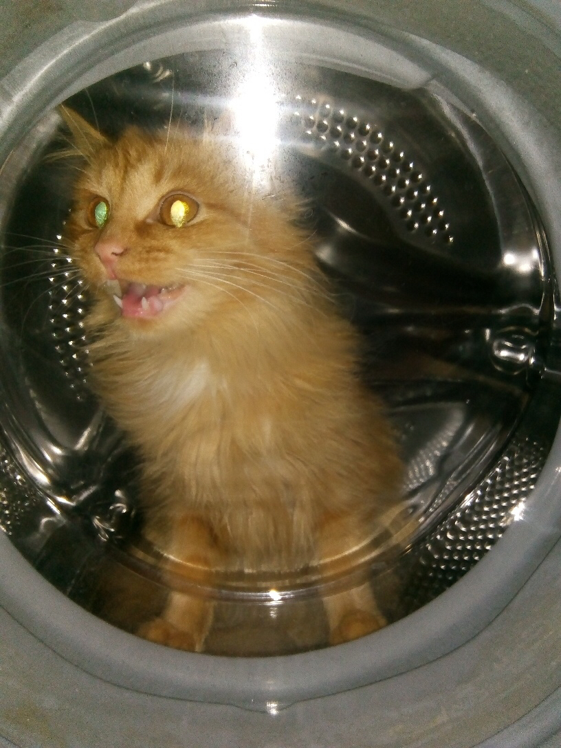 Go!!! - My, Космонавты, cat, Humor, Washing machine