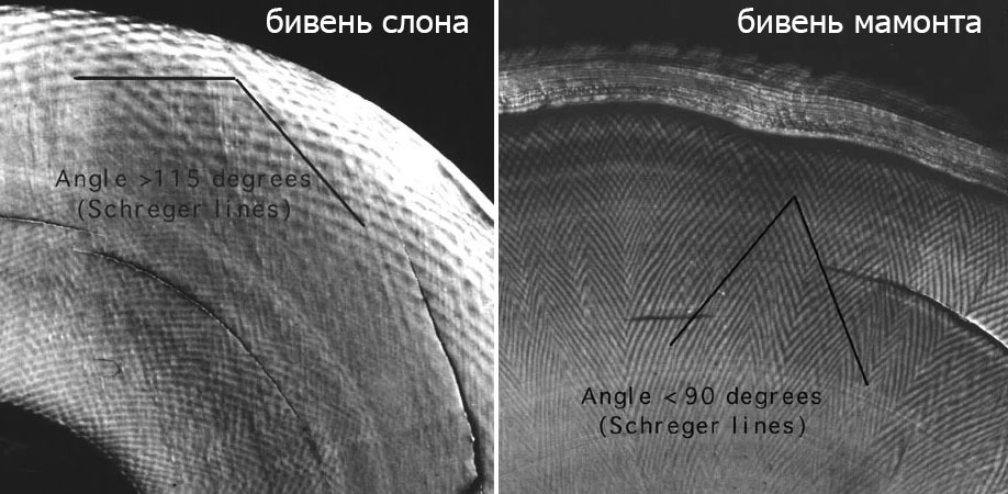 История одного бивня мамонта, или не все то золото, что блестит - Моё, Ручная работа, Рукоделие с процессом, Своими руками, Резьба по кости, Бивни мамонта, Дракон, Лев, Длиннопост