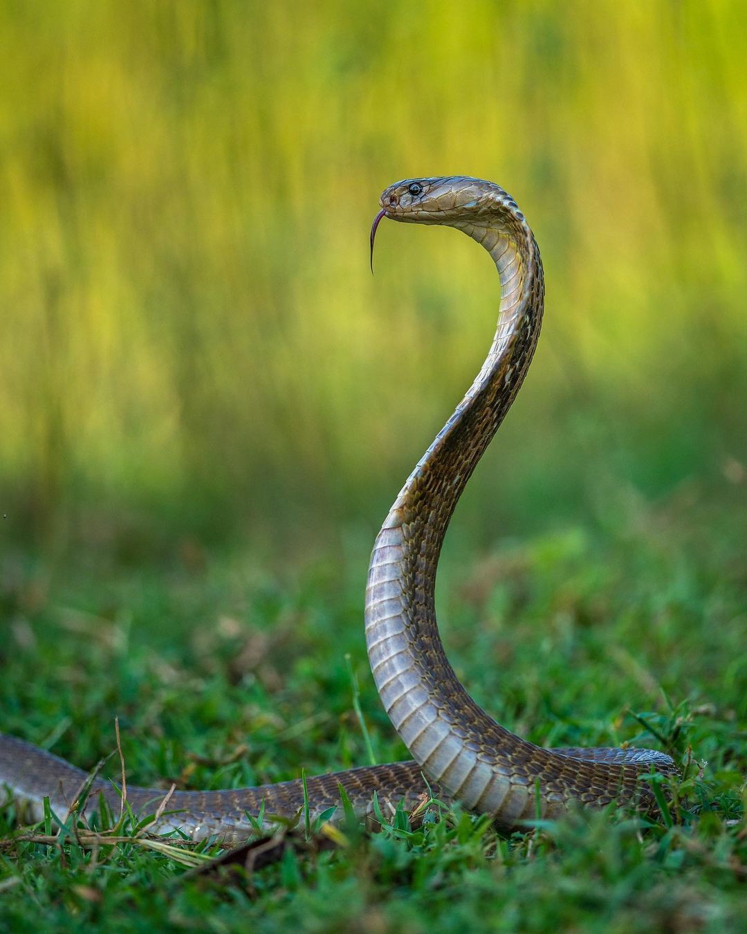 Full face and profile - Spectacled snake, Cobras, Reptiles, Snake, Wild animals, wildlife, India, The photo, Longpost