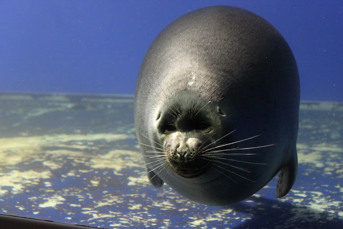 Baikal seal: Mermaid of perfect shape. How did they get to Lake Baikal, if they were originally marine animals? - Seal, Animal book, Yandex Zen, Longpost