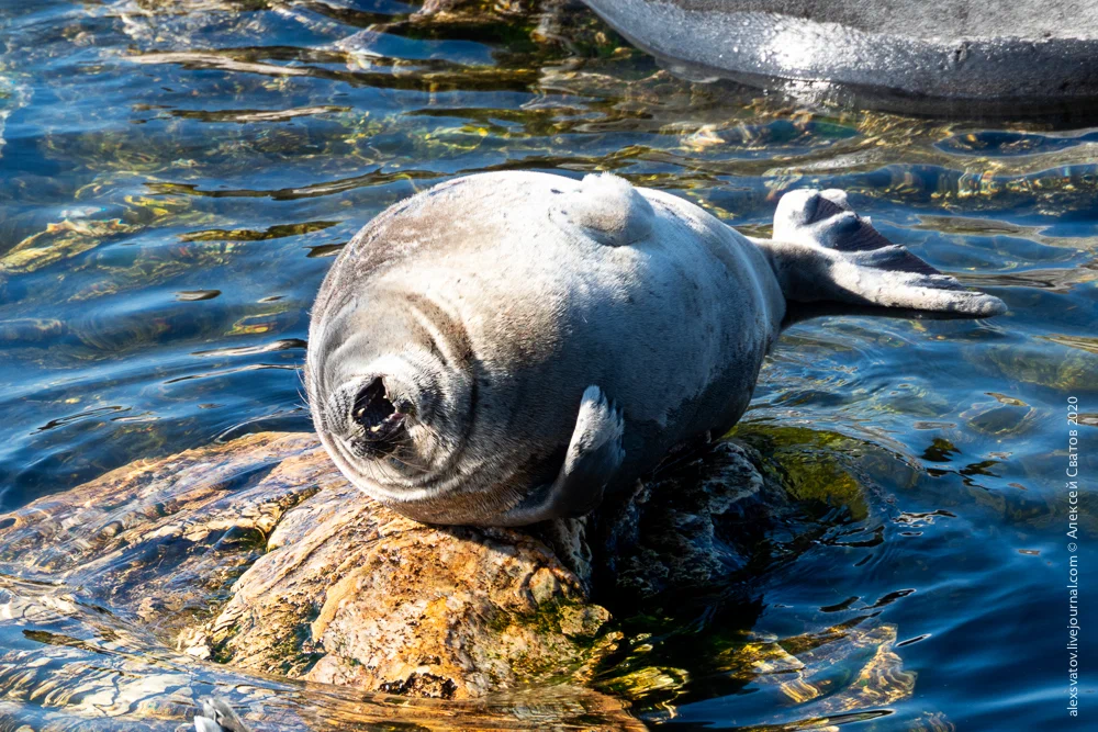 Baikal seal: Mermaid of perfect shape. How did they get to Lake Baikal, if they were originally marine animals? - Seal, Animal book, Yandex Zen, Longpost