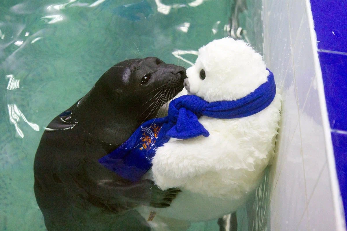 Baikal seal: Mermaid of perfect shape. How did they get to Lake Baikal, if they were originally marine animals? - Seal, Animal book, Yandex Zen, Longpost