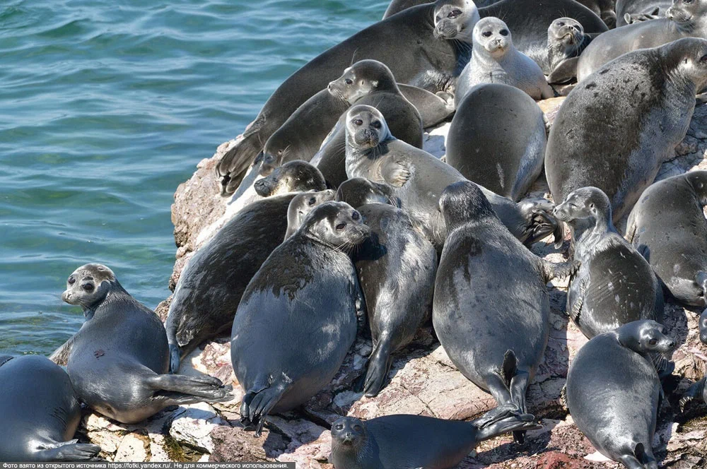 Baikal seal: Mermaid of perfect shape. How did they get to Lake Baikal, if they were originally marine animals? - Seal, Animal book, Yandex Zen, Longpost