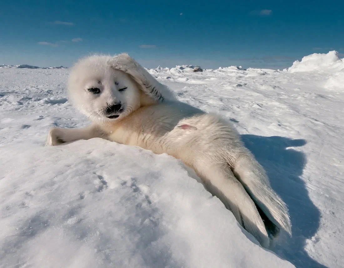 Baikal seal: Mermaid of perfect shape. How did they get to Lake Baikal, if they were originally marine animals? - Seal, Animal book, Yandex Zen, Longpost