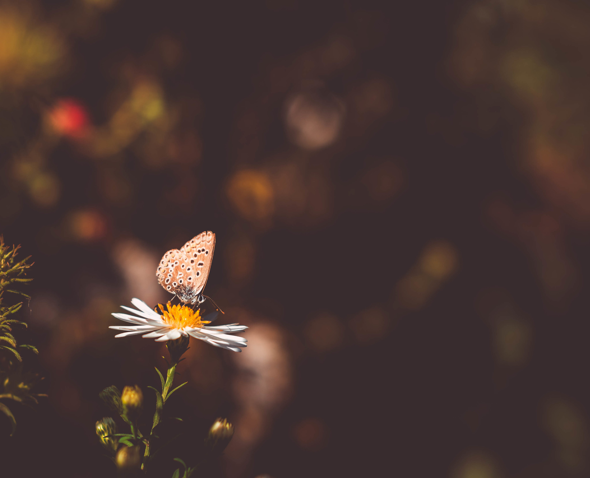 On a winter evening, remember summer... - My, Summer, The photo, Butterfly, Flowers, Nature, Longpost