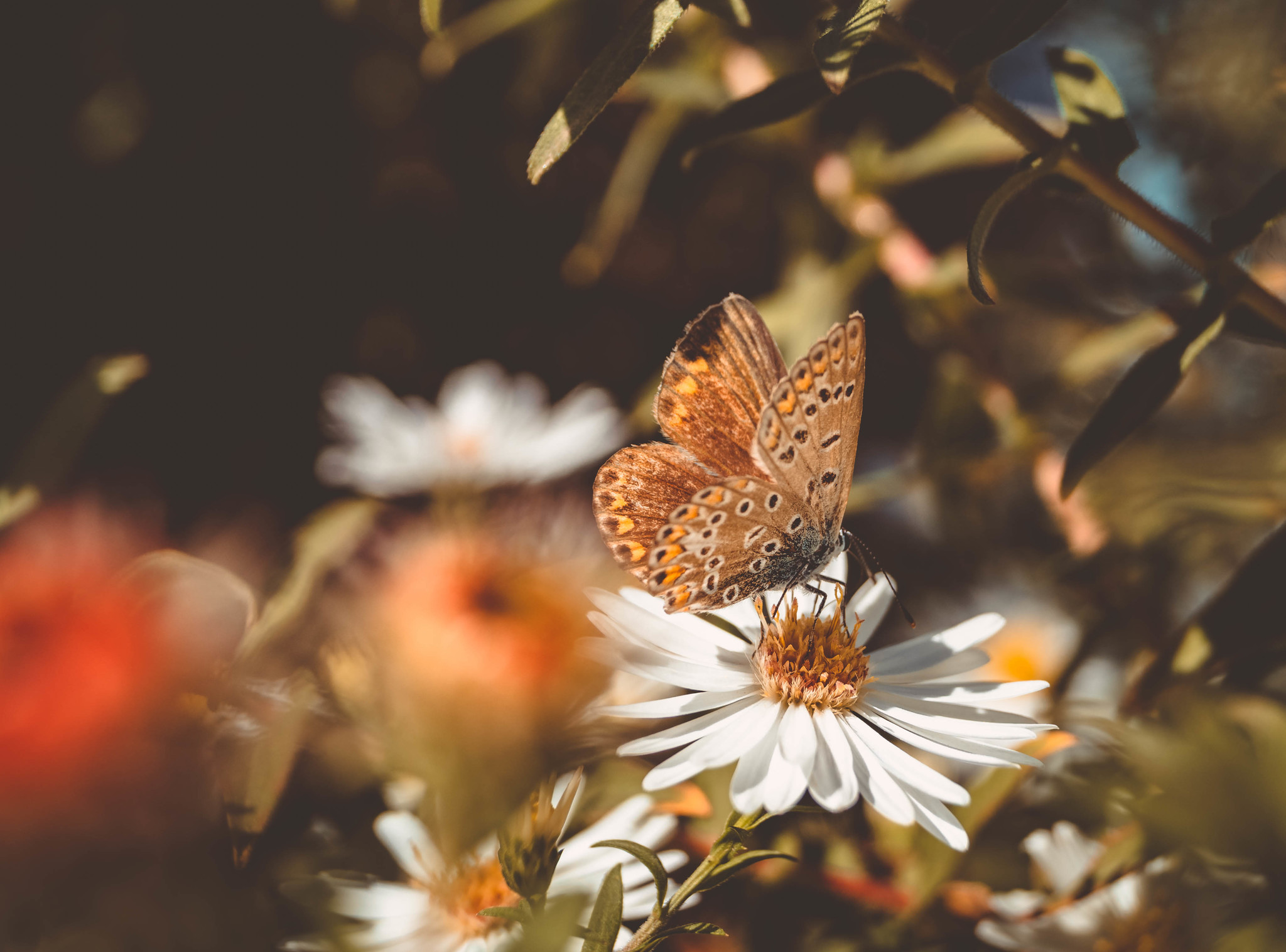 On a winter evening, remember summer... - My, Summer, The photo, Butterfly, Flowers, Nature, Longpost