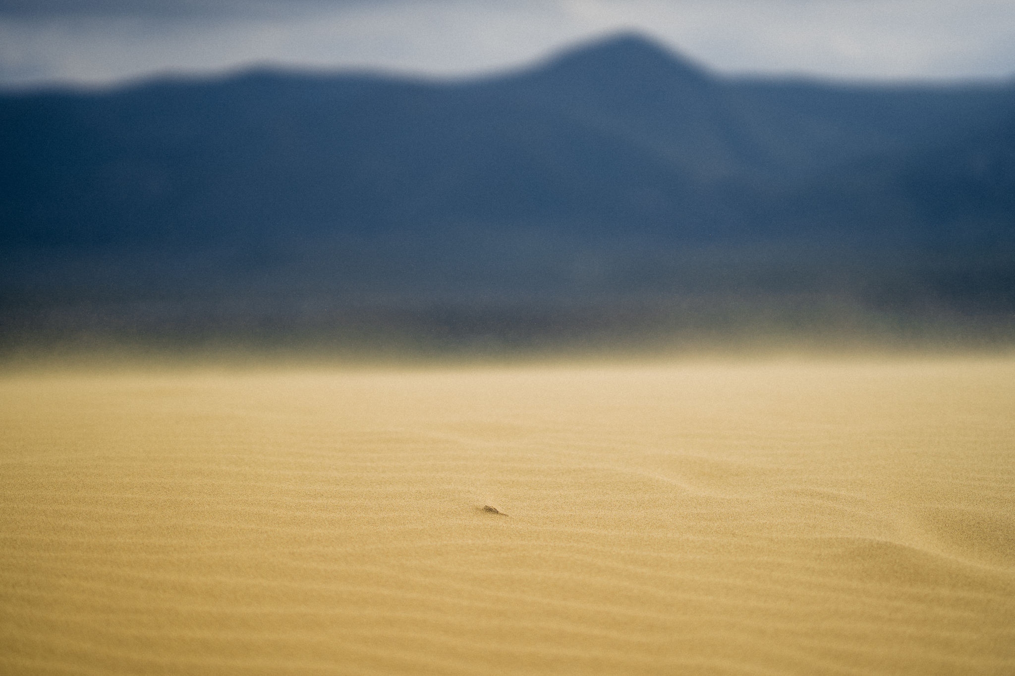 Barkhan Sary-Kum. Is it safe in Dagestan - My, Travel across Russia, Dagestan, Sand dune, Туристы, Travels, Longpost