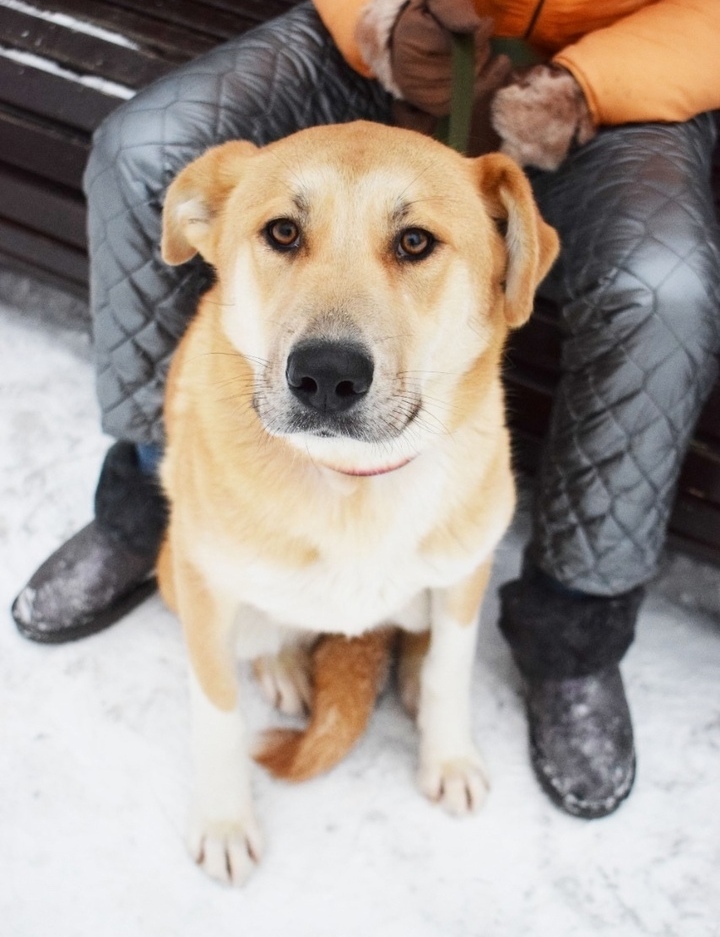 Miraculously saved from the fire: the kindest companion dog is looking for a home - My, In good hands, Helping animals, Homeless animals, No rating, Animal Rescue, The rescue, Moscow, Moscow region, Подмосковье, Balashikha, Dog, Cats and dogs together, Longpost