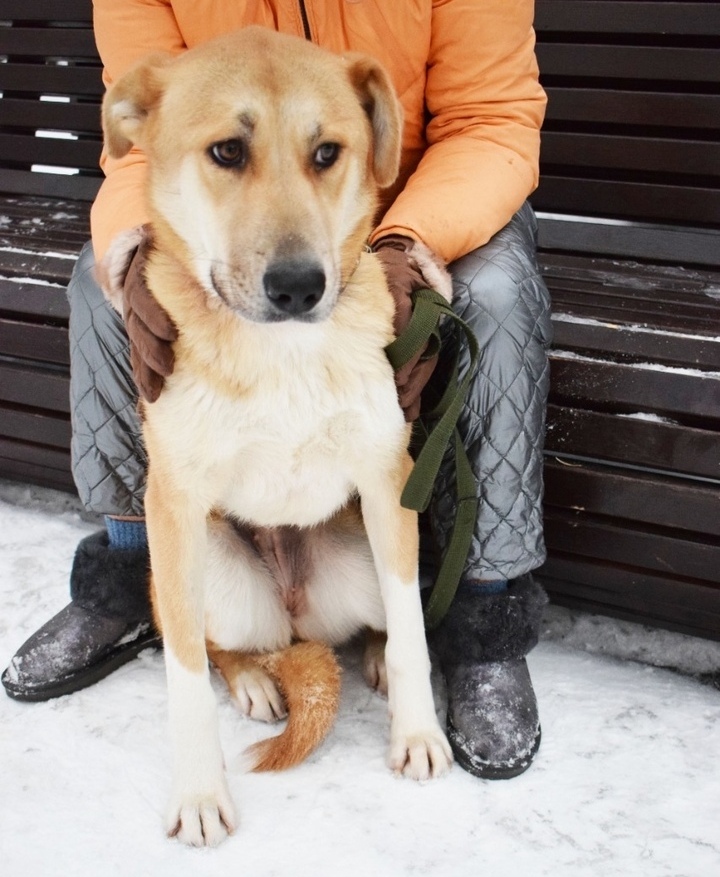 Miraculously saved from the fire: the kindest companion dog is looking for a home - My, In good hands, Helping animals, Homeless animals, No rating, Animal Rescue, The rescue, Moscow, Moscow region, Подмосковье, Balashikha, Dog, Cats and dogs together, Longpost