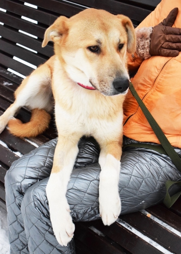 Miraculously saved from the fire: the kindest companion dog is looking for a home - My, In good hands, Helping animals, Homeless animals, No rating, Animal Rescue, The rescue, Moscow, Moscow region, Подмосковье, Balashikha, Dog, Cats and dogs together, Longpost