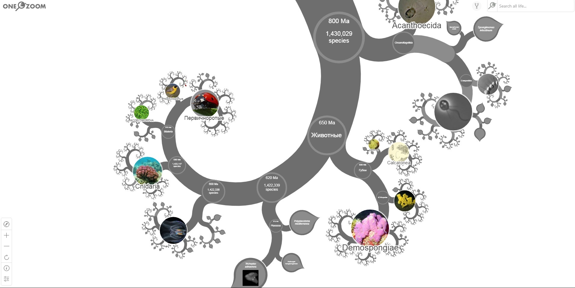 Tree of Life - My, Tree of Life, Nauchpop, Sticky, Scheme, Biology, Longpost