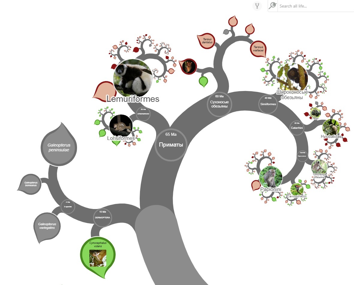 Tree of Life - My, Tree of Life, Nauchpop, Sticky, Scheme, Biology, Longpost