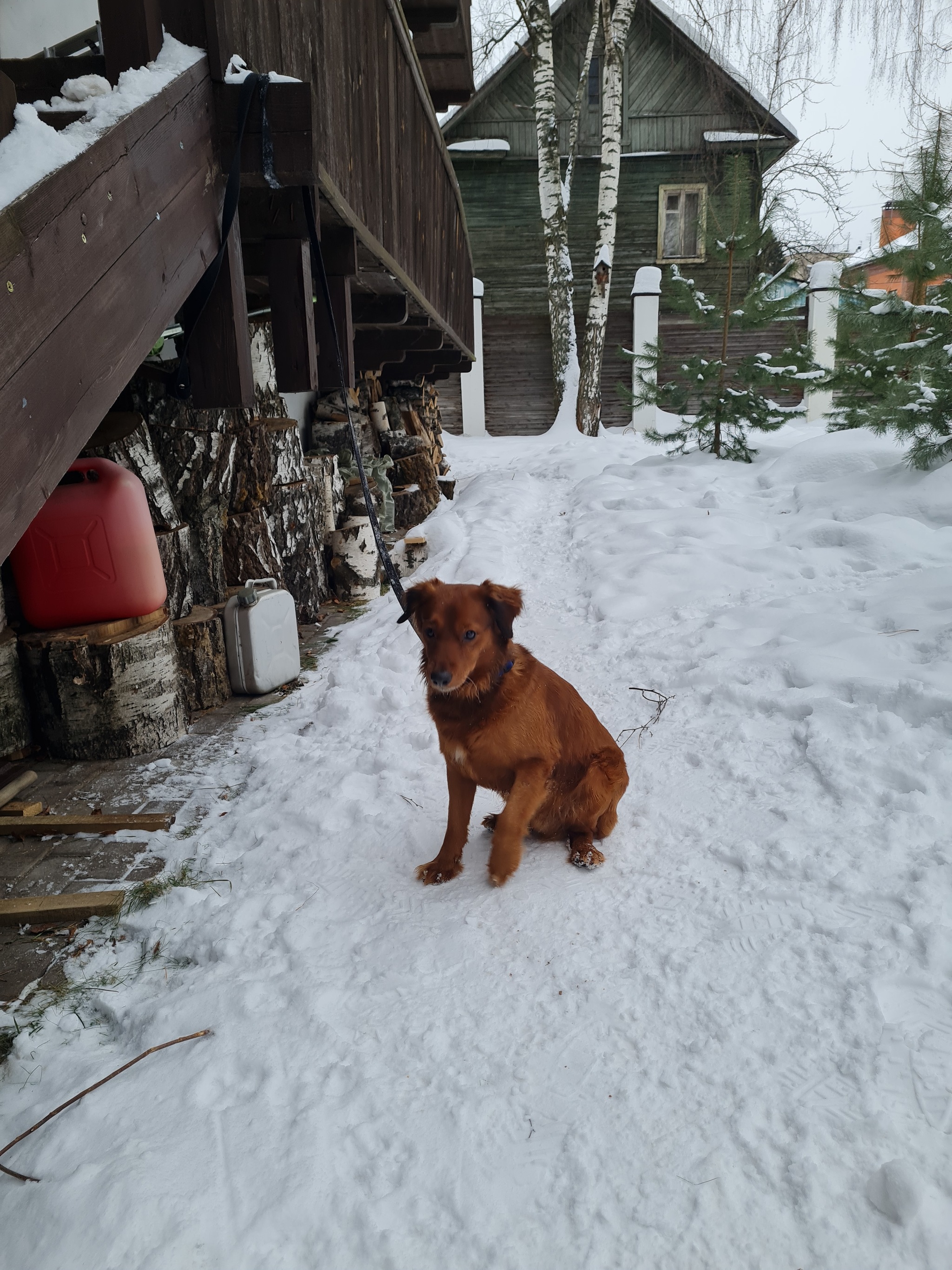 Found a dog in Pushkino - Lost, In good hands, Pushkino, Found a dog, Dog