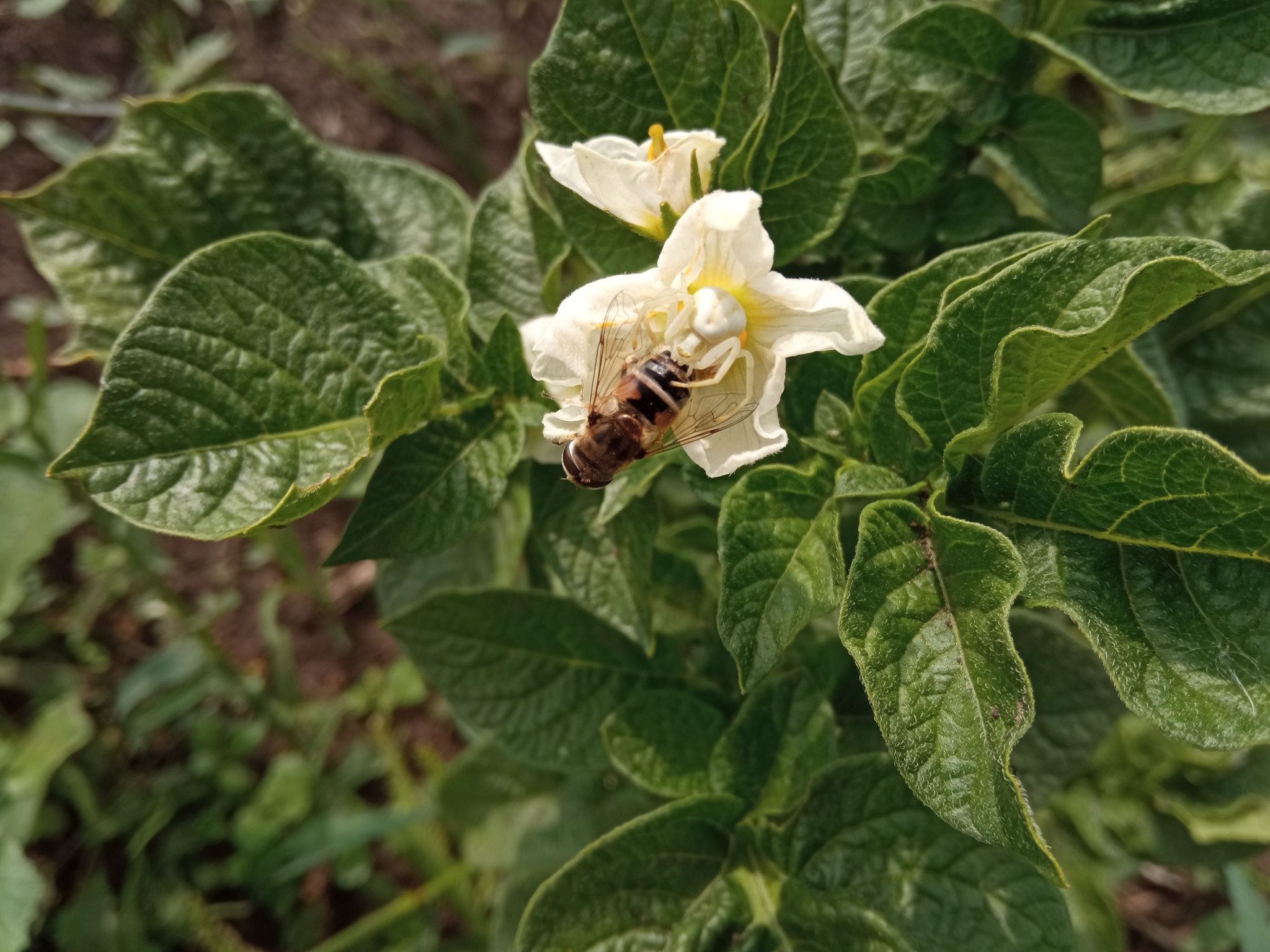 Response to the post There are no plants in this photo - My, Insects, Spider, Plants, Reply to post