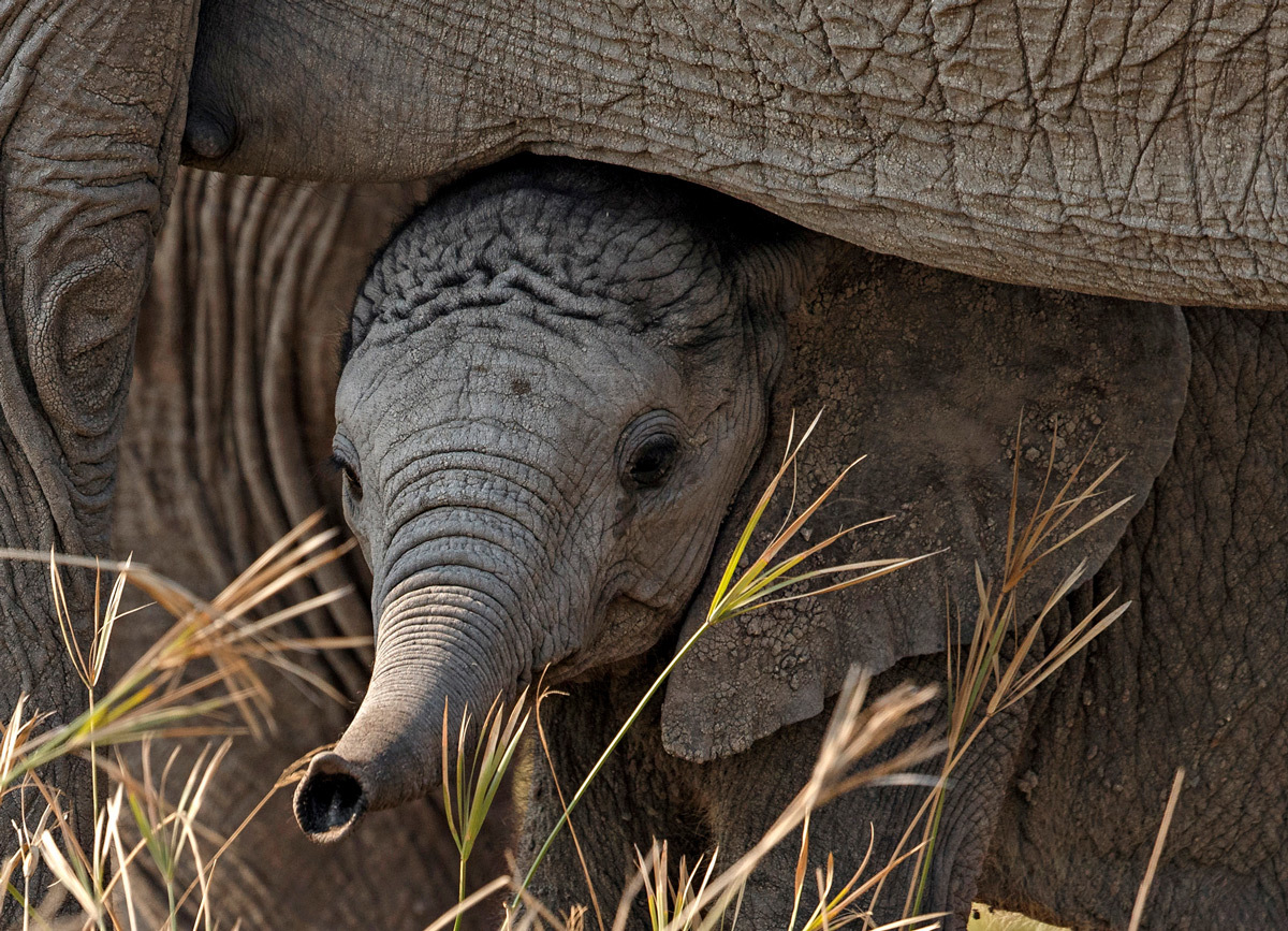 Safe haven - Elephants, Wild animals, wildlife, Kruger National Park, South Africa, The photo, Young