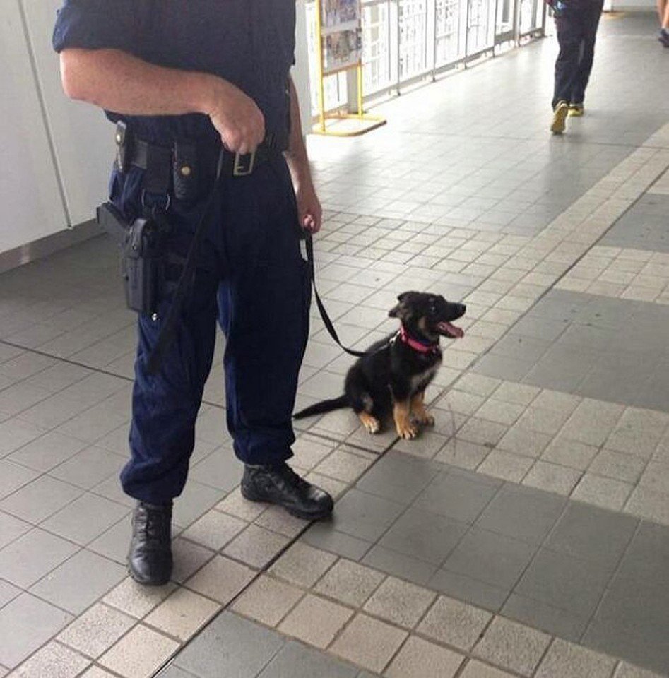 Policeman and his service puppy - Milota, Police, Dog, Puppies