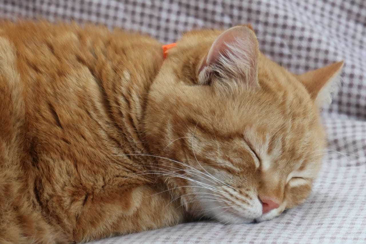 Sweet Dream of Sausages - cat, Redheads, Dream