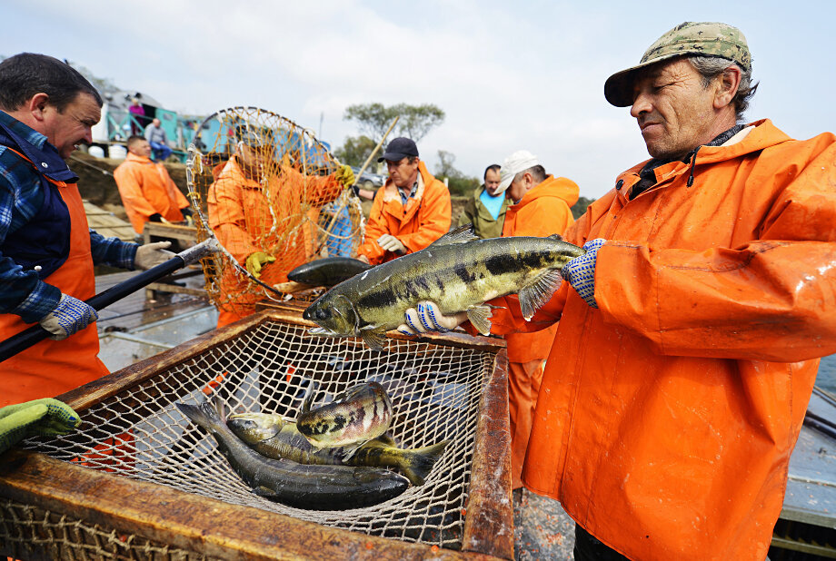 Khabarovsk Territory may lose chum salmon - My, Salmon, Khabarovsk region, A fish, Fishing, Longpost