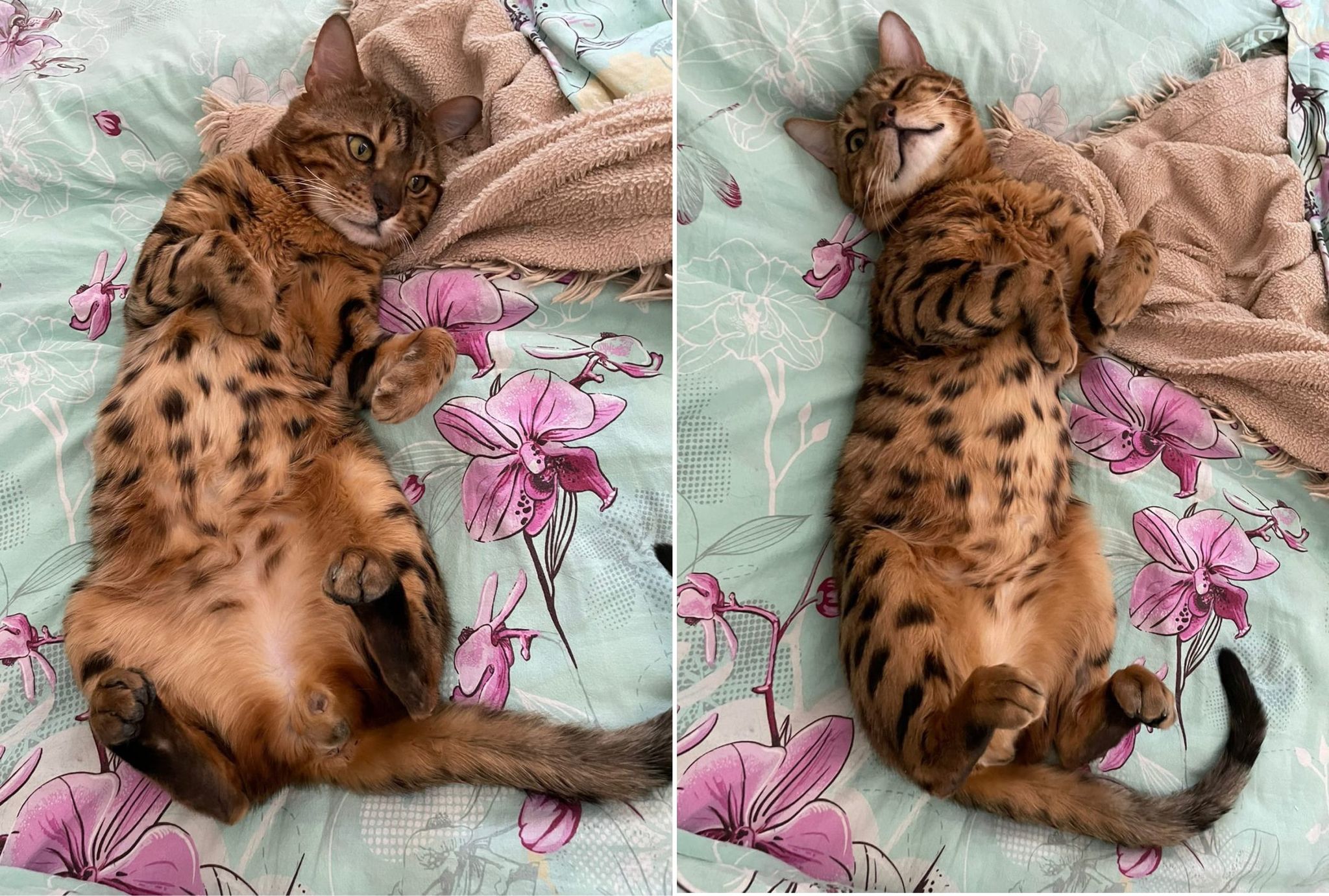 The Day The Bed Goes Unmade - My, cat, Bengal cat, Paws, Milota