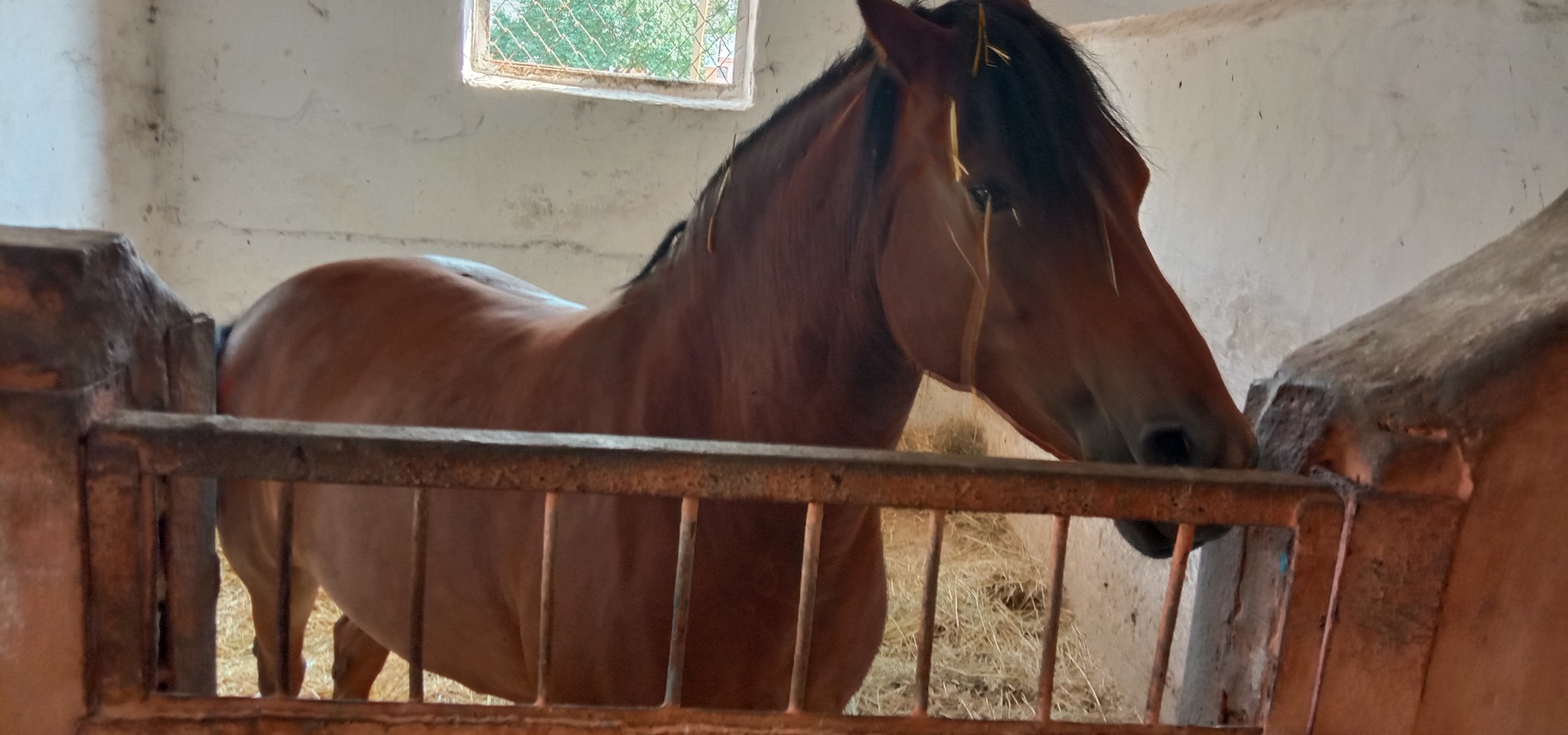 Derkul Stud Farm - My, A son, Relaxation, Lugansk region, Longpost