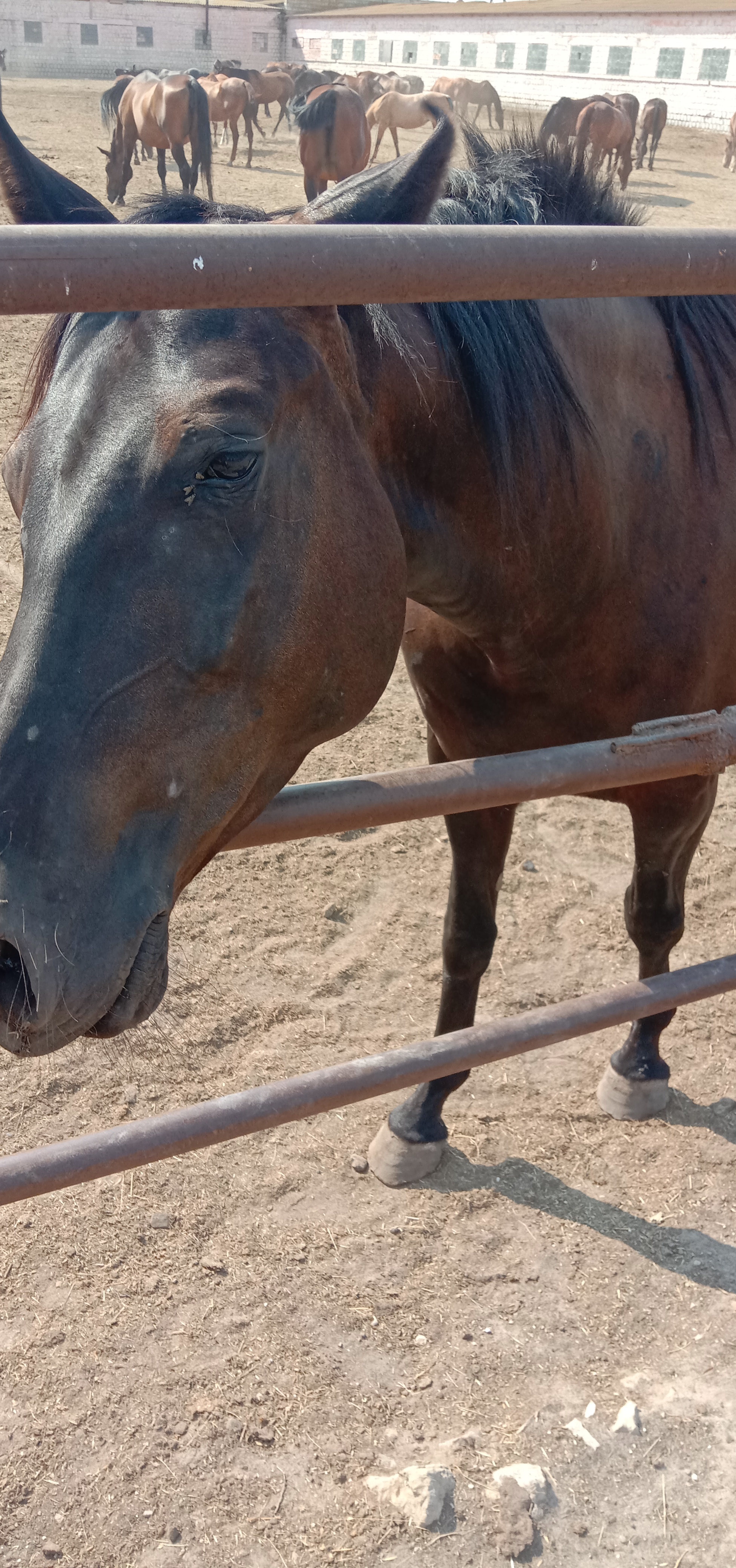 Derkul Stud Farm - My, A son, Relaxation, Lugansk region, Longpost