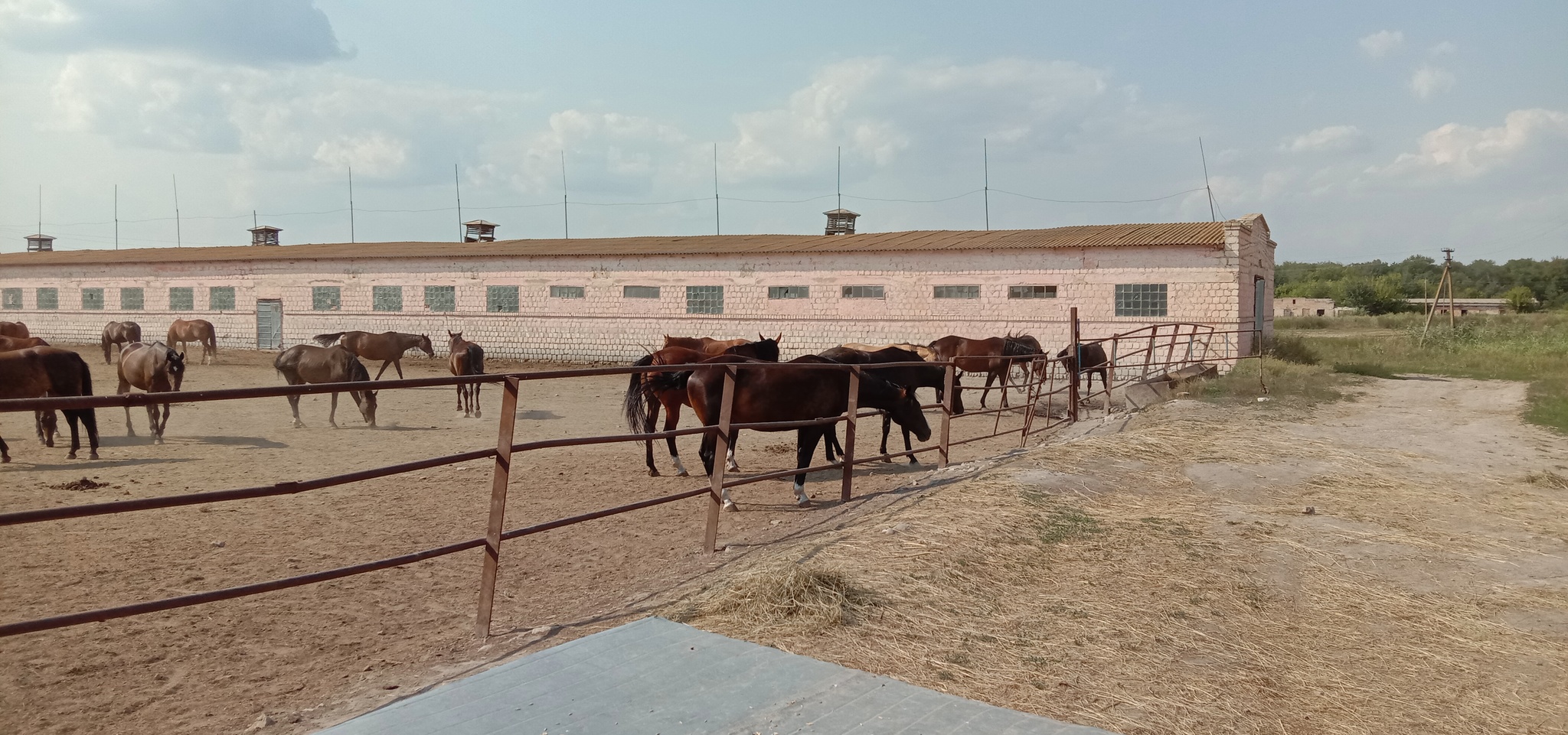 Derkul Stud Farm - My, A son, Relaxation, Lugansk region, Longpost