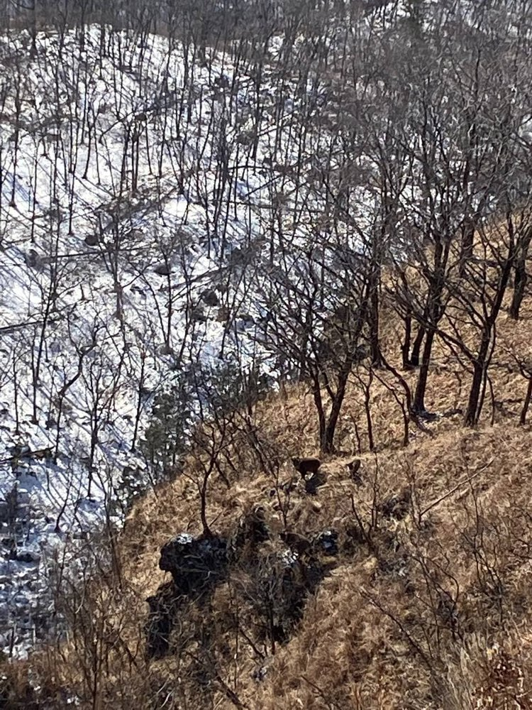 In the national park Land of the Leopard a rare goat was noticed - Artiodactyls, Wild animals, Rare view, Land of the Leopard, National park, Meeting, Phototrap, Personally, Employees, Primorsky Krai, The national geographic, wildlife, Longpost