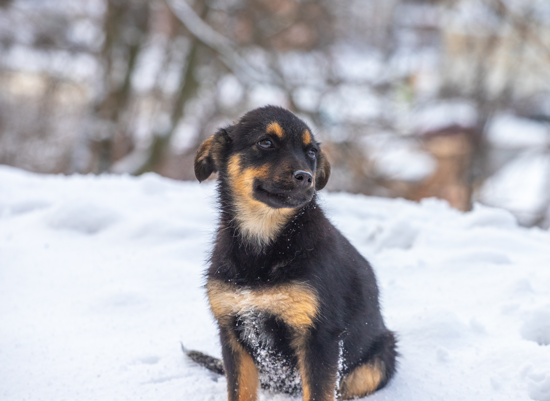 Handsome men - My, Serbia, The photo, Winter, Dog, Puppies