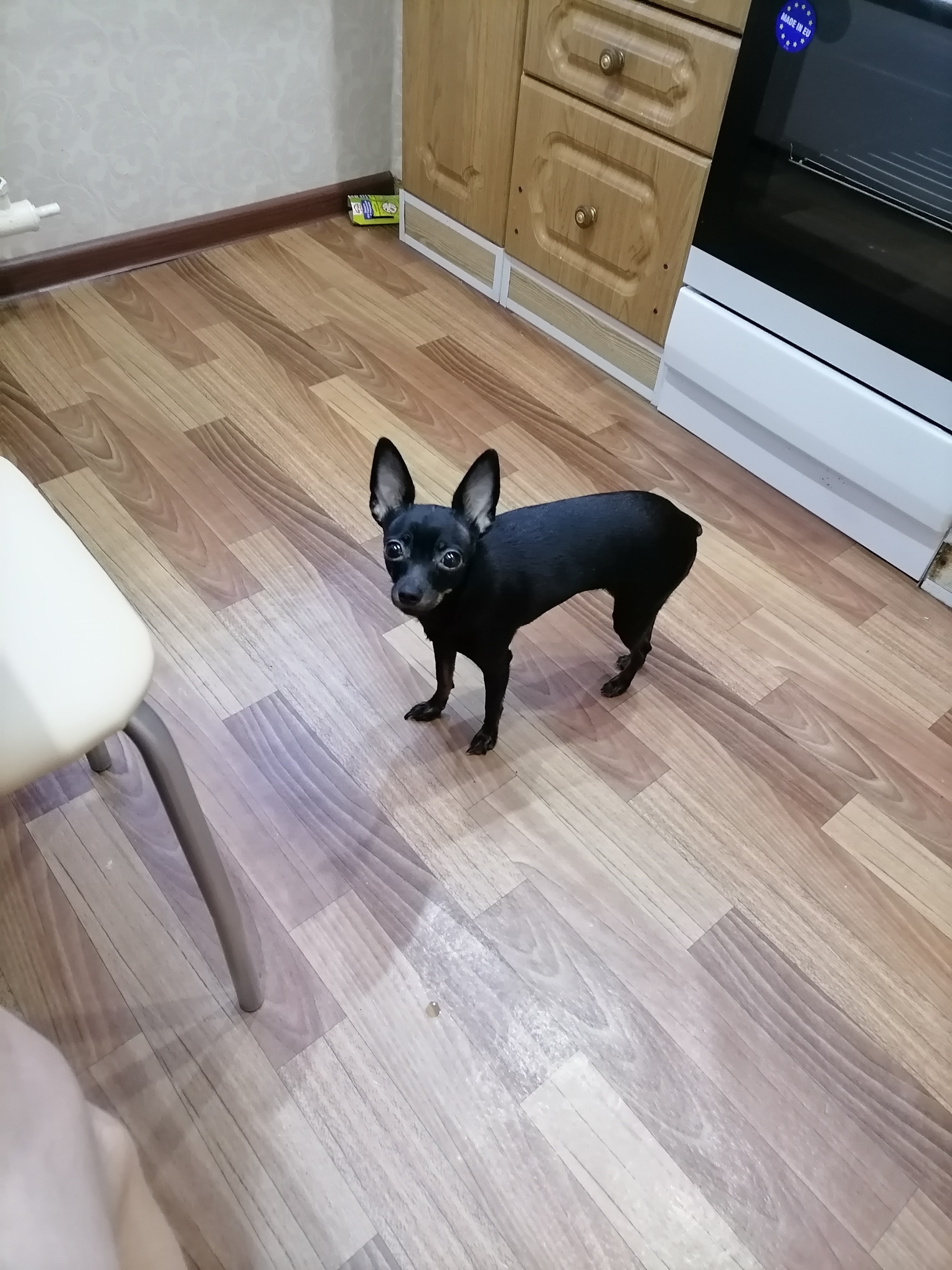 Guys, I did get a dog) - My, Introvert, Dog, Longpost, Russian Toy Terrier