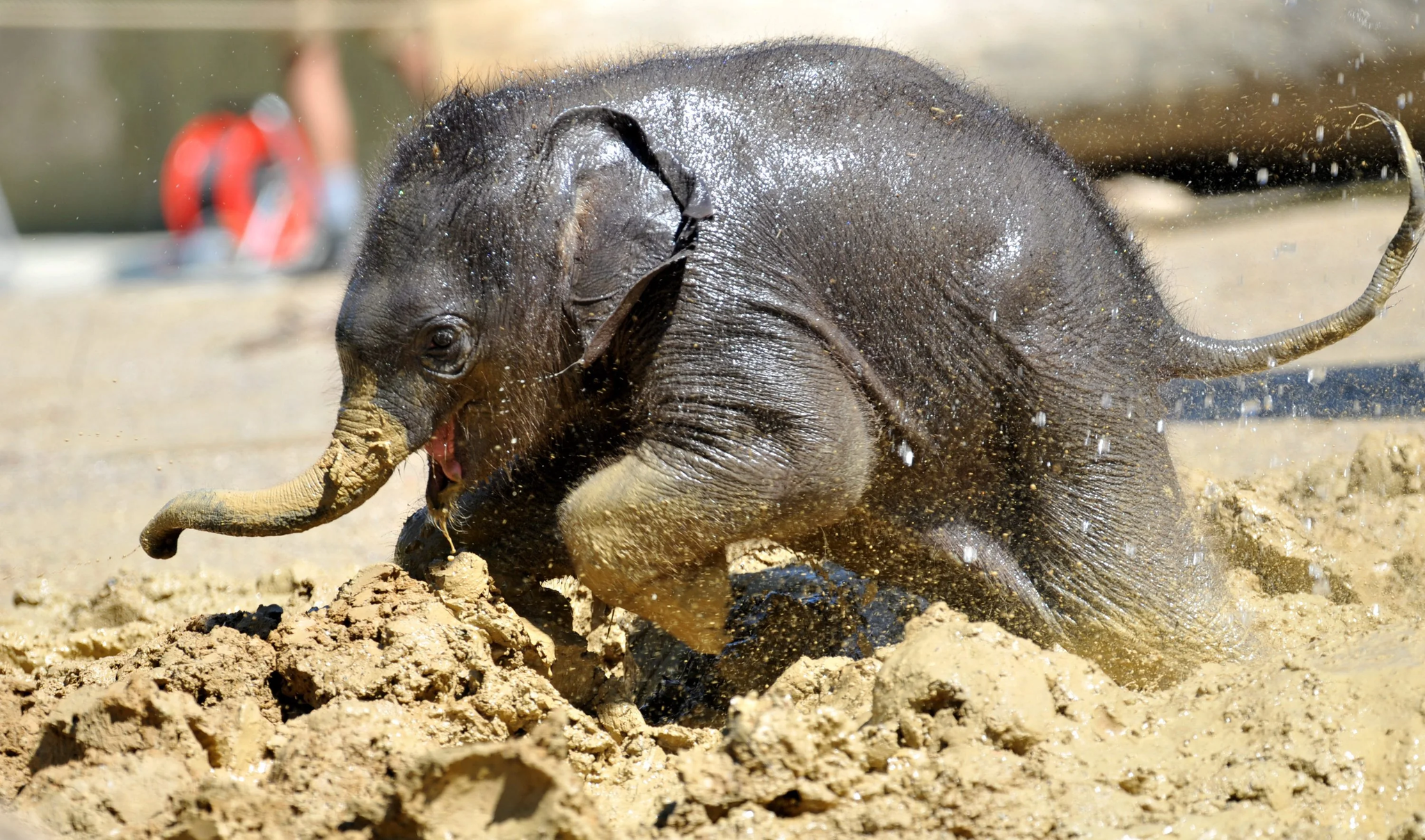 Little Elephant - Milota, Baby elephant, Images, Young, Animals