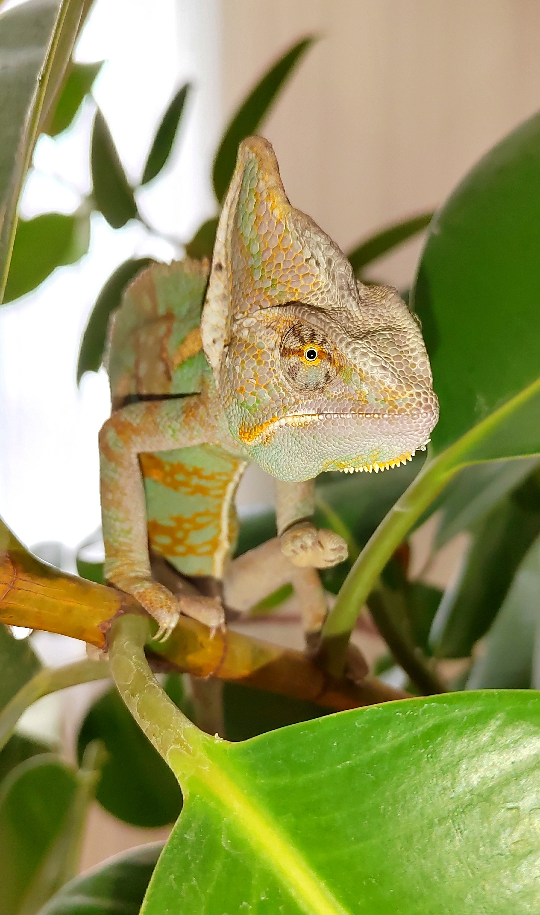 Yemeni chameleon, or how to fulfill the dream of a husband - My, Chameleon, Pets, Dream, Longpost