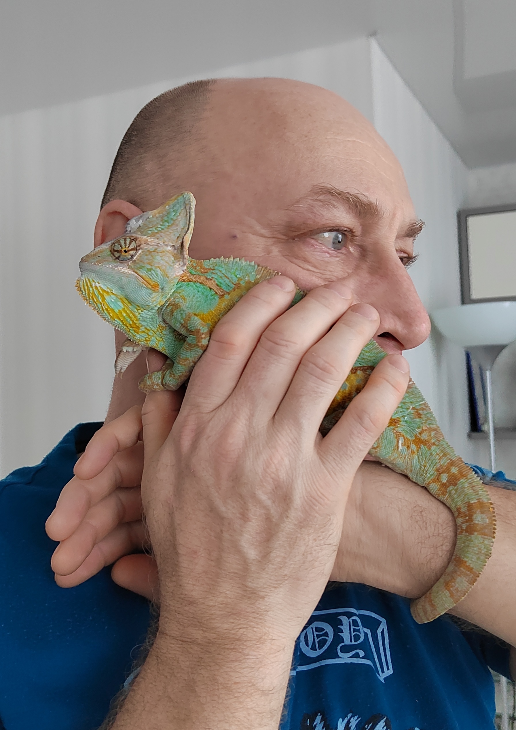 Yemeni chameleon, or how to fulfill the dream of a husband - My, Chameleon, Pets, Dream, Longpost