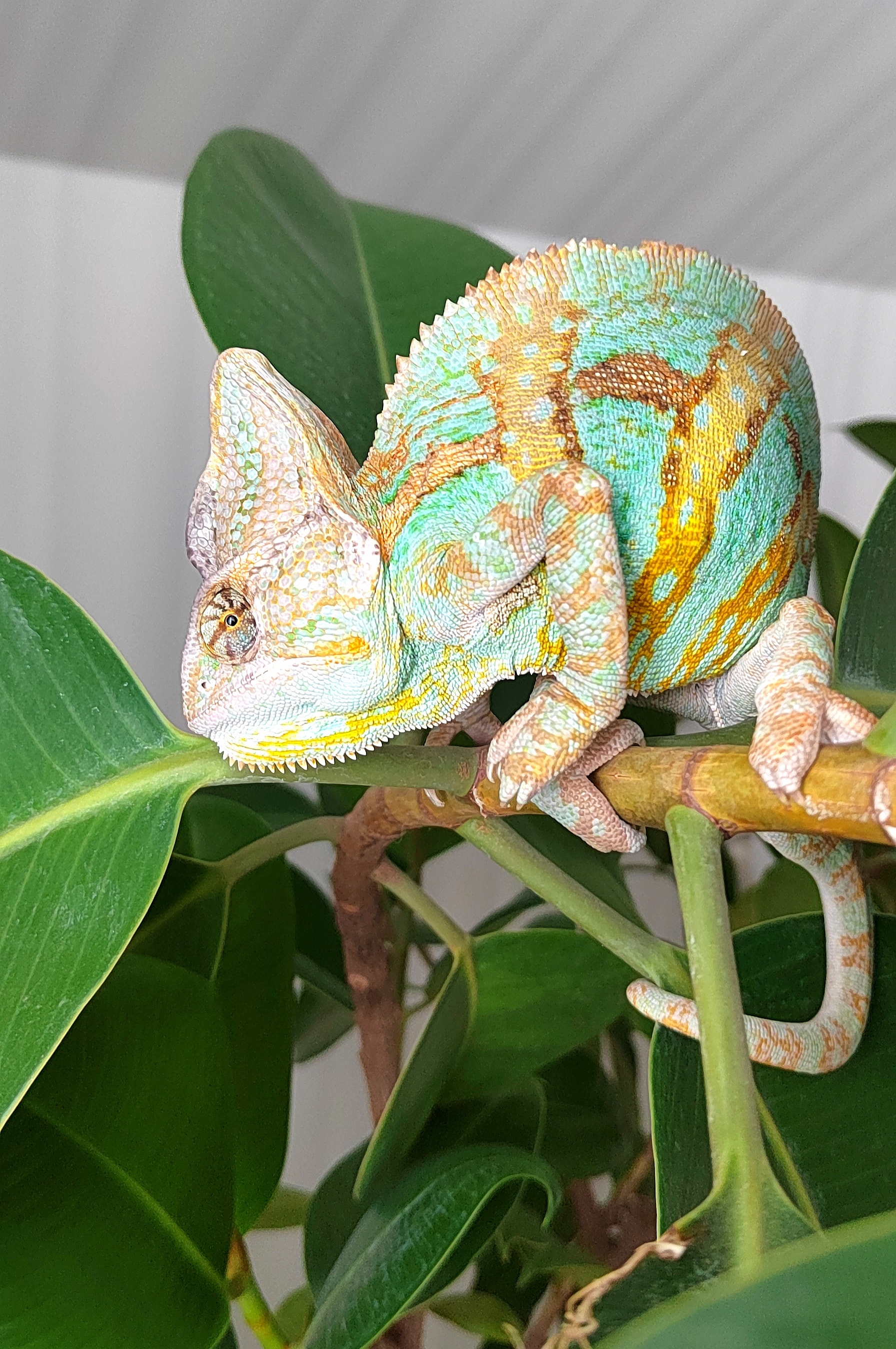 Yemeni chameleon, or how to fulfill the dream of a husband - My, Chameleon, Pets, Dream, Longpost