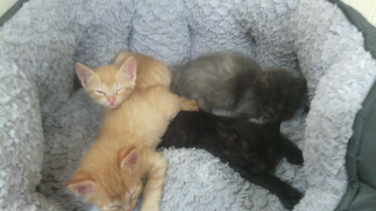 Cotomama - My, Kittens, Milota, Longpost, cat