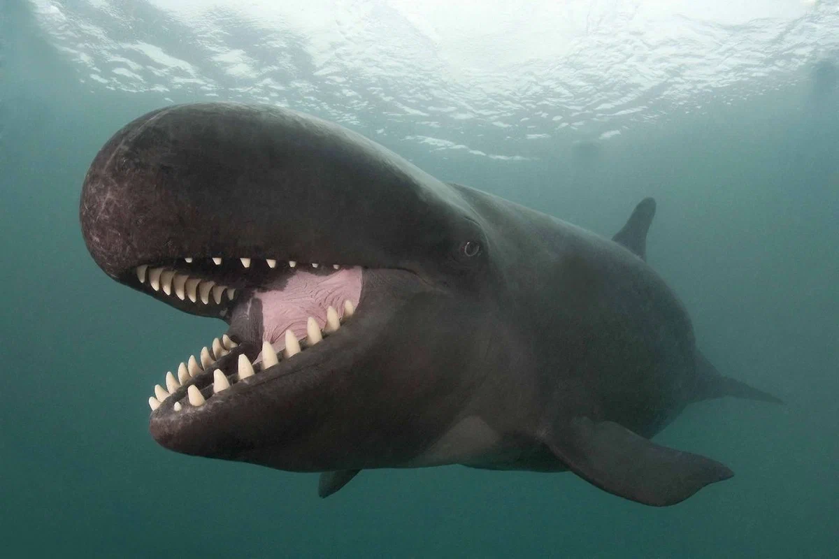 Small killer whale: Large killer whales hunt them, but dwarfs have learned to be friends with dolphins and give special hybrid offspring - Killer whale, Animal book, Animals, Cetaceans, Yandex Zen, Longpost